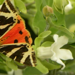 Arauja Sericofera Alba/pot De 1,5l - 20/50 Cm -Promos Jardesia Magasin 63f4d751d73372.03628653