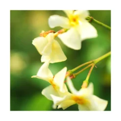 Jasmin étoilé Jasminoïdes Star Of Toscane® 'selbra'/godet - 5/20 Cm