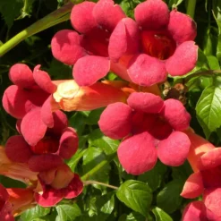 Bignone X Tagliabuana Grenadine 'rutcam'/pot De 1,5l - Tuteur Bambou 30/60 Cm -Promos Jardesia Magasin 63f4d7d0a45c82.39022646