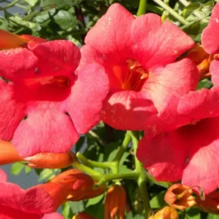 Bignone X Tagliabuana Grenadine 'rutcam'/pot De 1,5l - Tuteur Bambou 30/60 Cm -Promos Jardesia Magasin 63f4d7d0abe4a8.43578587