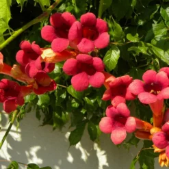 Bignone X Tagliabuana Grenadine 'rutcam'/pot De 1,5l - Tuteur Bambou 30/60 Cm -Promos Jardesia Magasin 63f4d7d0af6e21.29686340