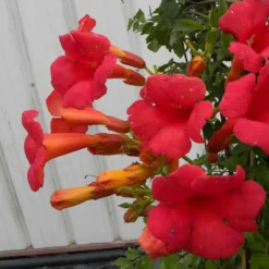 Bignone X Tagliabuana Grenadine 'rutcam'/pot De 1,5l - Tuteur Bambou 30/60 Cm -Promos Jardesia Magasin 63f4d7d0b66d96.15094678