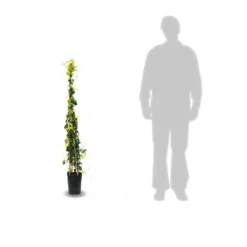 Bignone Capreolata Tangerine Beauty/pot De 1,5l - Tuteur Bambou 30/60 Cm -Promos Jardesia Magasin 63f4d7d68f4224.31305278