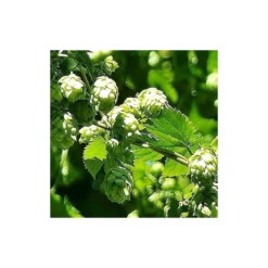 Houblon Doré Aureus/pot De 1,5l - 10/20 Cm -Promos Jardesia Magasin 63f4d7d9321459.56238325