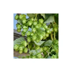 Houblon Doré Aureus/pot De 1,5l - 10/20 Cm -Promos Jardesia Magasin 63f4d7d93d73e1.38988040