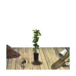 Chèvrefeuille Similis Var. Delavayi/pot De 10l - 400/500 Cm Sur Ficelle -Promos Jardesia Magasin 63f4d7dab60624.65218314