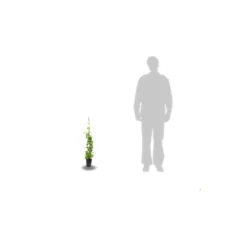 Chèvrefeuille Similis Var. Delavayi/pot De 10l - 400/500 Cm Sur Ficelle -Promos Jardesia Magasin 63f4d7dabce7a0.85366617