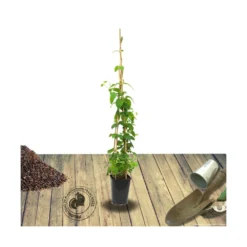 Chèvrefeuille Similis Var. Delavayi/pot De 10l - 400/500 Cm Sur Ficelle -Promos Jardesia Magasin 63f4d7dabfe374.03682719