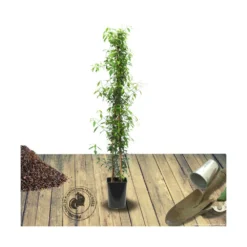 Jasmin étoilé Jasminoïdes Variegata/pot De 10l - 200/300 Cm Sur Ficelle -Promos Jardesia Magasin 63f4d7e1931e03.49259872