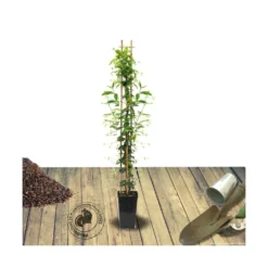 Jasmin étoilé Jasminoïdes Variegata/pot De 10l - 200/300 Cm Sur Ficelle -Promos Jardesia Magasin 63f4d7e1963085.15874906
