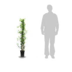 Jasmin étoilé Jasminoïdes Variegata/pot De 10l - 200/300 Cm Sur Ficelle -Promos Jardesia Magasin 63f4d7e1994e84.74776720