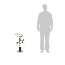 Glycine De Chine Sinensis/pot De 2l - 60 Cm -Promos Jardesia Magasin 63f4d7e58ff340.86883666