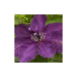 Clématite Amethyst Beauty™ 'evipo043'/pot De 1,5l - Tuteur Bambou 30/60 Cm -Promos Jardesia Magasin 63f4d7e6f3d699.74381995