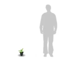 Clématite Mrs N. Thompson/pot De 3l - Echelle Bambou 60/120 Cm -Promos Jardesia Magasin 63f4d7f1f01885.89141614