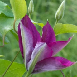 Clématite Picardy™ 'evipo024'/pot De 1,5l - Tuteur Bambou 30/60 Cm 9 Clématite Picardy™ 'evipo024'/pot De 1,5l - Tuteur Bambou 30/60 Cm -Promos Jardesia Magasin 63f4d7f9217e01.06139563