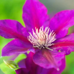 Clématite Picardy™ 'evipo024'/pot De 1,5l - Tuteur Bambou 30/60 Cm 10 Clématite Picardy™ 'evipo024'/pot De 1,5l - Tuteur Bambou 30/60 Cm -Promos Jardesia Magasin 63f4d7f92b77d3.70090081