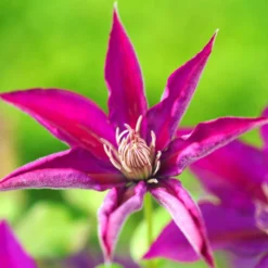 Clématite Picardy™ 'evipo024'/pot De 1,5l - Tuteur Bambou 30/60 Cm 11 Clématite Picardy™ 'evipo024'/pot De 1,5l - Tuteur Bambou 30/60 Cm -Promos Jardesia Magasin 63f4d7f92e8e69.76055906