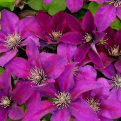 Clématite Picardy™ 'evipo024'/pot De 1,5l - Tuteur Bambou 30/60 Cm 12 Clématite Picardy™ 'evipo024'/pot De 1,5l - Tuteur Bambou 30/60 Cm -Promos Jardesia Magasin 63f4d7f9319c40.46305442