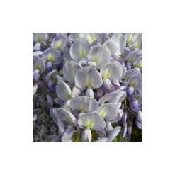 Glycine De Chine Sinensis/pot De 10l - 400/500 Cm Sur Ficelle 10 Glycine De Chine Sinensis/pot De 10l - 400/500 Cm Sur Ficelle -Promos Jardesia Magasin 63f4d7ff3694a1.83214454