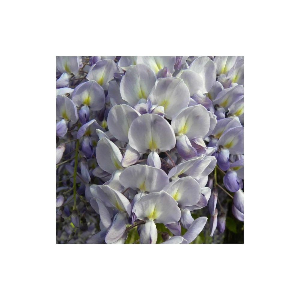 Glycine De Chine Sinensis/pot De 10l - 400/500 Cm Sur Ficelle 4 Glycine De Chine Sinensis/pot De 10l - 400/500 Cm Sur Ficelle – Image 4