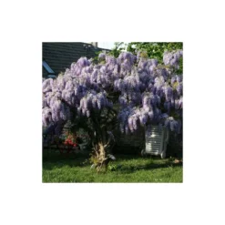 Glycine De Chine Sinensis/pot De 10l - 400/500 Cm Sur Ficelle 13 Glycine De Chine Sinensis/pot De 10l - 400/500 Cm Sur Ficelle -Promos Jardesia Magasin 63f4d7ff6ae844.08031931