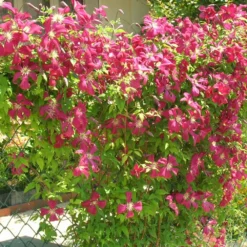 Clématite Viticella Mme Julia Correvon/pot De 13,6l - 150/200 -Promos Jardesia Magasin 63f4d814dd7407.42953702