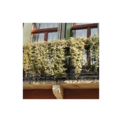 Lierre Des Bois Helix Elegantissima/godet - 5/20 Cm -Promos Jardesia Magasin 63f4d81c4a1705.09285112