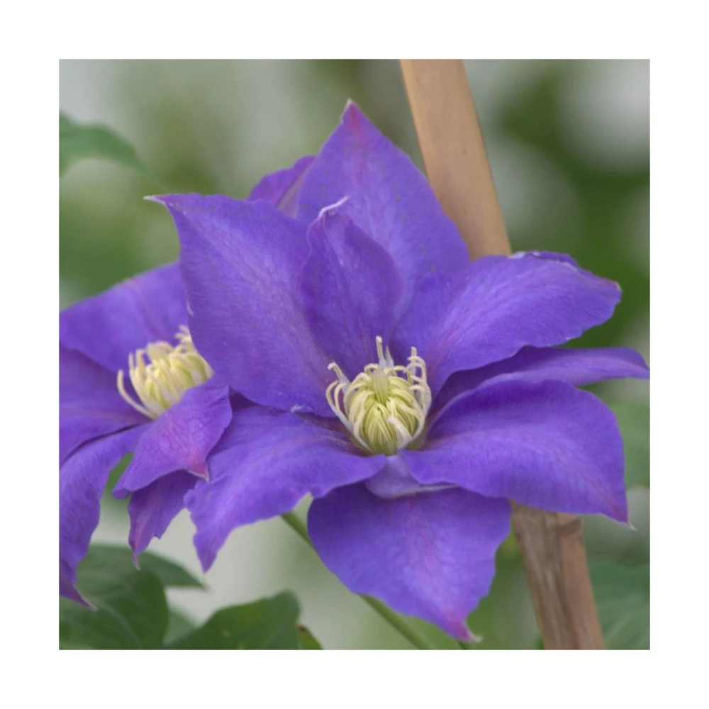 Clématite Olympia™ 'evipo099'/pot De 2,5 L - 20/30 Cm 1 Clématite Olympia™ 'evipo099'/pot De 2,5 L - 20/30 Cm