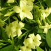 Jasmin Blanc Officinalis Clotted Cream® 'devon Cream'/pot De 1,5l - Tuteur Bambou 30/60 Cm