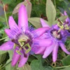 Passiflore X Violacea/godet - 5/20 Cm