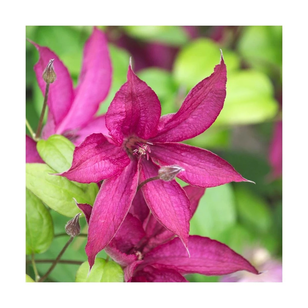 Clématite Saphyra® Nancy/godet - 5/20 Cm 1 Clématite Saphyra® Nancy/godet - 5/20 Cm