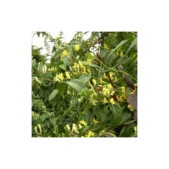 Chèvrefeuille Henryi Copper Beauty®/godet - 5/20 Cm -Promos Jardesia Magasin 63f4d83d000c12.20617881