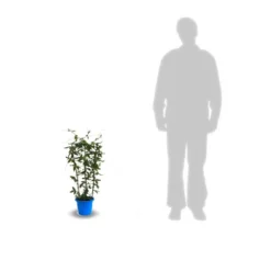 Passiflore Caerulea/pot De 10l - 300/400 Cm Sur Ficelle 13 Passiflore Caerulea/pot De 10l - 300/400 Cm Sur Ficelle -Promos Jardesia Magasin 63f4d8428ee9c3.04767202