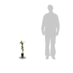 Passiflore Caerulea/pot De 10l - 300/400 Cm Sur Ficelle 11 Passiflore Caerulea/pot De 10l - 300/400 Cm Sur Ficelle -Promos Jardesia Magasin 63f4d8429225e8.87129398