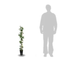 Passiflore Caerulea/pot De 10l - 300/400 Cm Sur Ficelle 12 Passiflore Caerulea/pot De 10l - 300/400 Cm Sur Ficelle -Promos Jardesia Magasin 63f4d84294e929.38377093