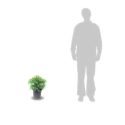 Cèdre Du Japon Japonica Elegans Viridis/pot De 3l - 20/40 Cm -Promos Jardesia Magasin 63f4ef5c4d2c42.50957756