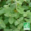Menthe De Gattefossé Bio/lot De 3 Godets