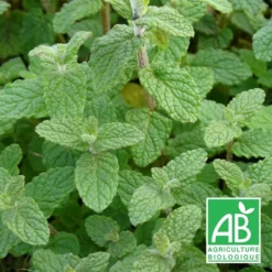 Menthe De Gattefossé Bio/lot De 3 Godets