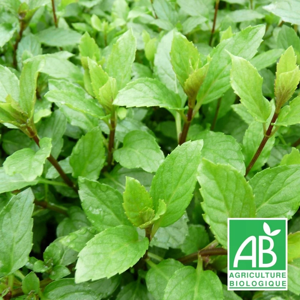 Menthe Suisse Bio/lot De 3 Godets 1 Menthe Suisse Bio/lot De 3 Godets