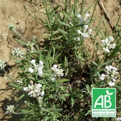 Lavande Angustifolia Alba Bio/lot De 9 Godets