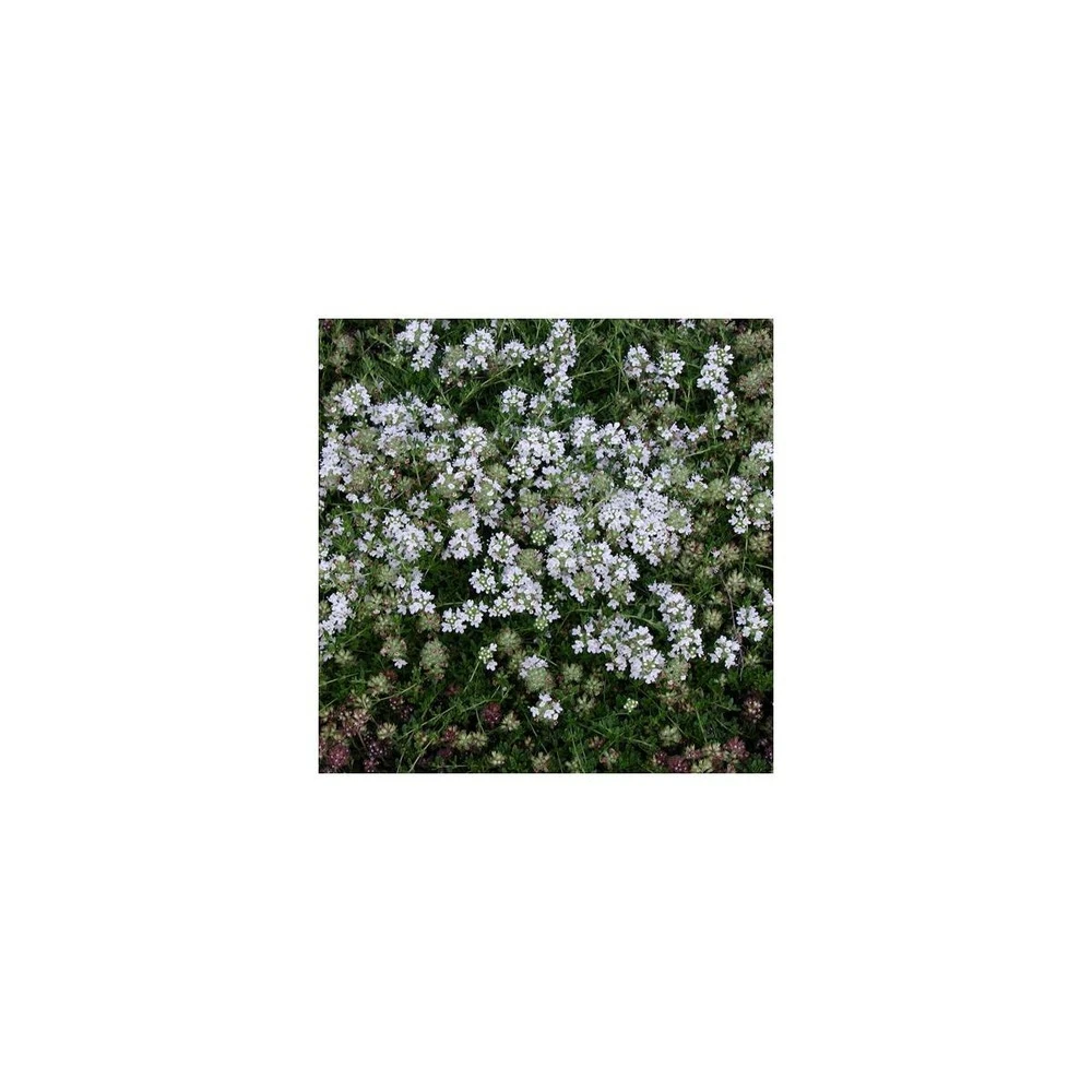 Thym Précoce Praecox Albiflorus/lot De 5 Godets 1 Thym Précoce Praecox Albiflorus/lot De 5 Godets
