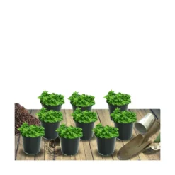 Thym Précoce Praecox Albiflorus/lot De 5 Godets 9 Thym Précoce Praecox Albiflorus/lot De 5 Godets -Promos Jardesia Magasin 63f4f005bfdfd1.71734616