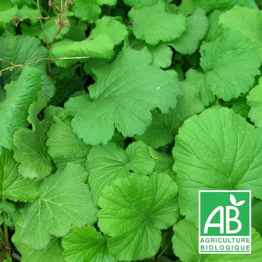 Benoîte Commune Bio/lot De 5 Godets 1 Benoîte Commune Bio/lot De 5 Godets