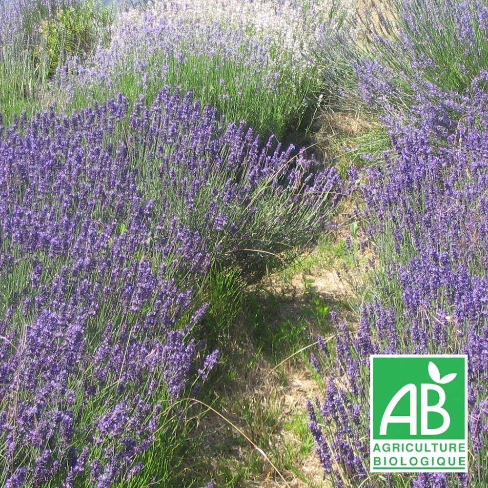 Lavandin Grosso Bio/lot De 9 Godets 1 Lavandin Grosso Bio/lot De 9 Godets