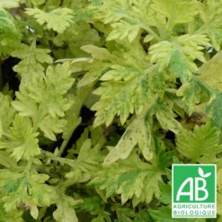 Armoise Commune Panachée Bio/lot De 3 Godets