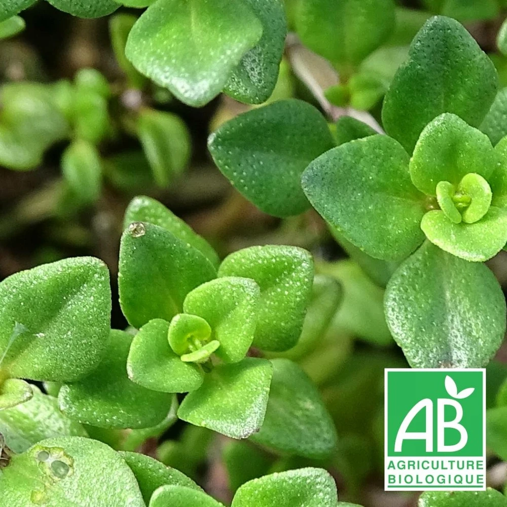 Thym Citron Bio/lot De 5 Godets 1 Thym Citron Bio/lot De 5 Godets