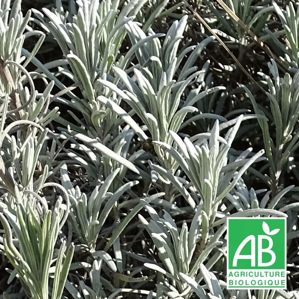 Lavande X Intermedia Super Bio/lot De 3 Godets 1 Lavande X Intermedia Super Bio/lot De 3 Godets