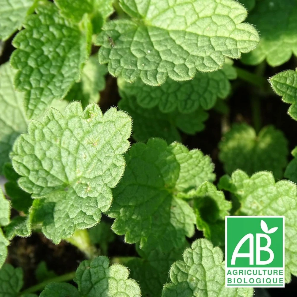 Lamier Maculé Album Bio/lot De 3 Godets 1 Lamier Maculé Album Bio/lot De 3 Godets