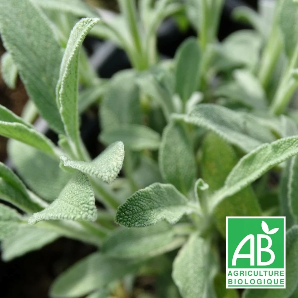 Sauge à Feuilles De Lavande Roquefure Bio/lot De 3 Godets 1 Sauge à Feuilles De Lavande Roquefure Bio/lot De 3 Godets