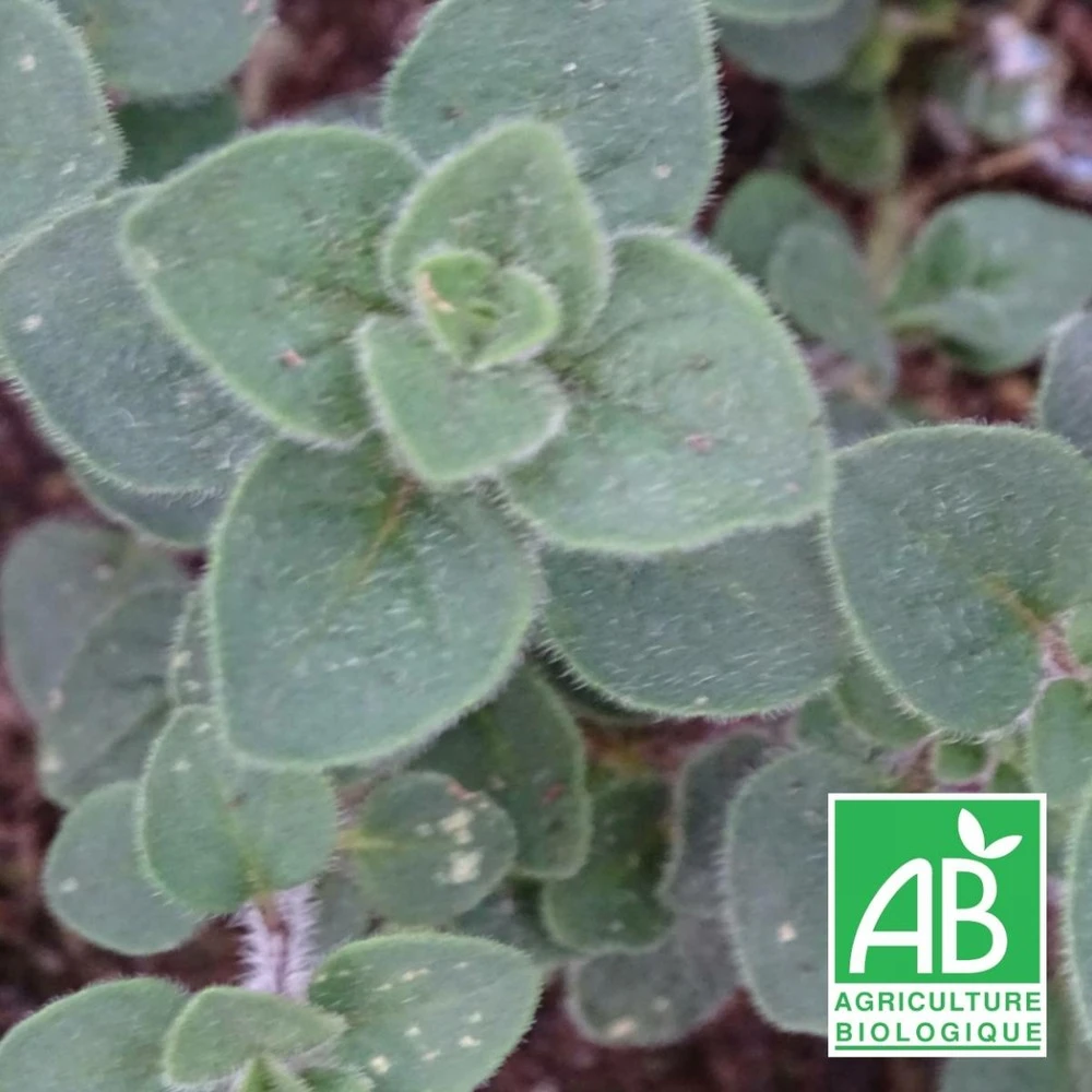 Origan Hot And Spicy Bio/lot De 9 Godets 1 Origan Hot And Spicy Bio/lot De 9 Godets